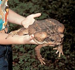 Журнал «Вокруг Света» №12 за 2006 год - TAG_img_cmn_2007_03_06_033_jpg957819