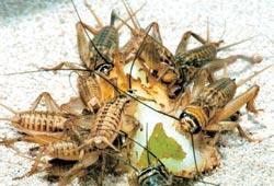 Журнал «Вокруг Света» №12 за 2007 год - TAG_img_cmn_2007_12_14_008_jpg155856