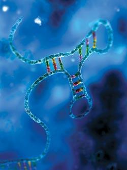 Журнал «Вокруг Света» №12 за 2008 год - TAG_img_cmn_2009_01_20_014_jpg533073