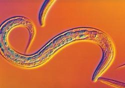 Журнал «Вокруг Света» №12 за 2008 год - TAG_img_cmn_2009_01_20_016_jpg894541