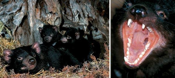 Журнал «Вокруг Света» №12 за 2008 год - TAG_img_cmn_2009_01_23_004_jpg631760