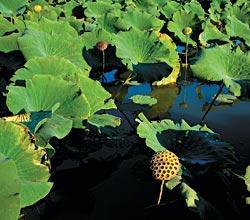 Журнал «Вокруг Света» №12 за 2009 год - TAG_img_cmn_2010_02_24_015_jpg520239