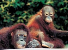 Журнал «Вокруг Света» №1 за 2001 год - _40.jpg