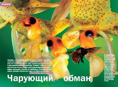 Журнал «Вокруг Света» №2 за 2004 год - any2fbimgloader1.jpeg