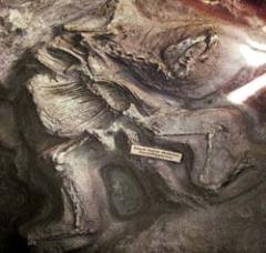 Журнал «Вокруг Света» №2 за 2004 год - any2fbimgloader18.jpeg