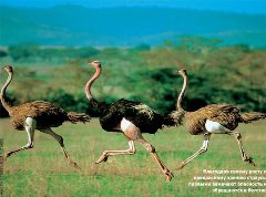 Журнал «Вокруг Света» №2 за 2004 год - any2fbimgloader19.jpeg