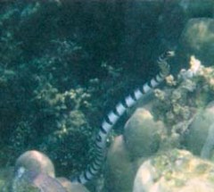 Журнал «Вокруг Света» №3 за 1999 год - _6361.jpg