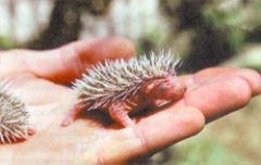 Журнал «Вокруг Света» №3 за 1999 год - _6448.jpg