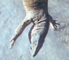 Журнал «Вокруг Света» №3 за 1999 год - _6449.jpg