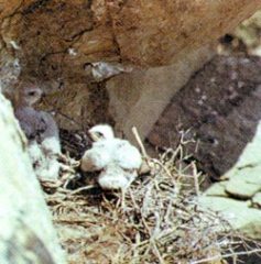 Журнал «Вокруг Света» №3 за 1999 год - _6451.jpg