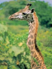 Журнал «Вокруг Света» №3 за 2001 год - _67.jpg