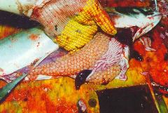 Журнал «Вокруг Света» №4 за 1997 год - _7080.jpg