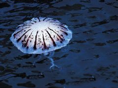 Журнал «Вокруг Света» №4 за 2001 год - _113.jpg