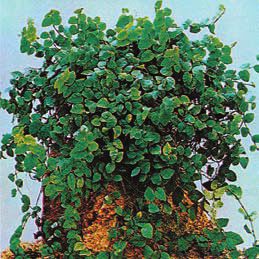 Лианы - i_001.jpg