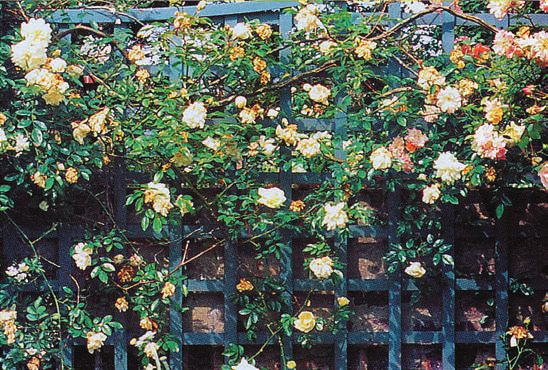 Лианы - i_011.jpg