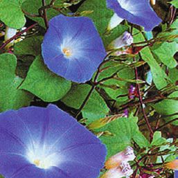 Лианы - i_015.jpg