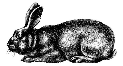 Всё о кроликах: разведение, содержание, уход. Практическое руководство - i_017.jpg