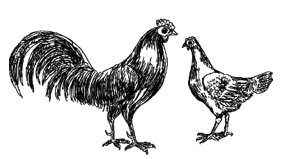 Куры. Разведение. Содержание. Уход - i_002.png