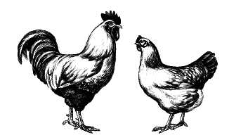 Куры. Разведение. Содержание. Уход - i_004.png