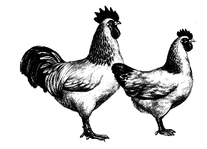 Куры. Разведение. Содержание. Уход - i_005.png