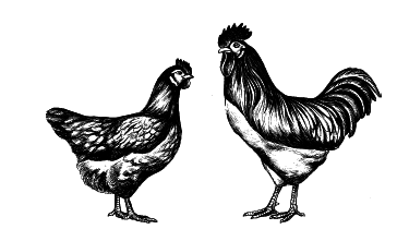 Куры. Разведение. Содержание. Уход - i_006.png