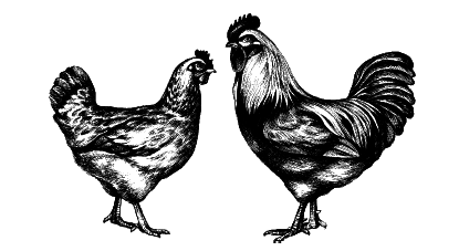 Куры. Разведение. Содержание. Уход - i_007.png