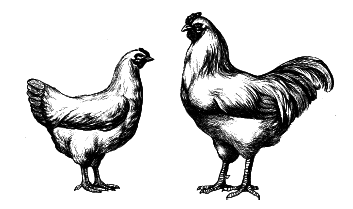 Куры. Разведение. Содержание. Уход - i_008.png