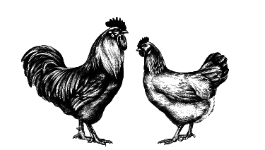 Куры. Разведение. Содержание. Уход - i_009.png