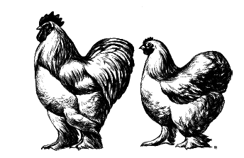 Куры. Разведение. Содержание. Уход - i_010.png