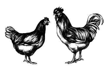 Куры. Разведение. Содержание. Уход - i_011.png