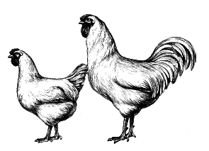 Куры. Разведение. Содержание. Уход - i_012.png