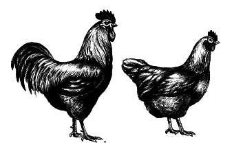 Куры. Разведение. Содержание. Уход - i_013.png