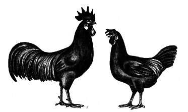 Куры. Разведение. Содержание. Уход - i_014.png