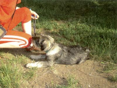 Клик-ням. Кликер-дрессировка для начинающих - i_007.jpg