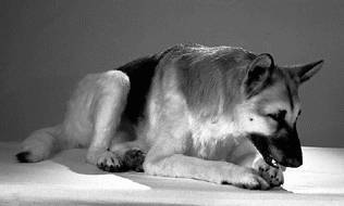 Немецкая овчарка - i_001.jpg