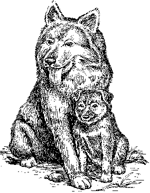 Немецкая овчарка - i_003.png