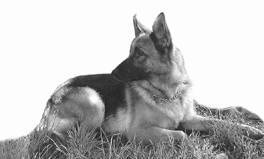 Немецкая овчарка - i_004.jpg