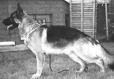 Немецкая овчарка - i_005.jpg