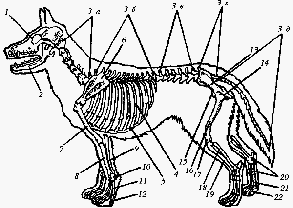 Немецкая овчарка - i_006.png