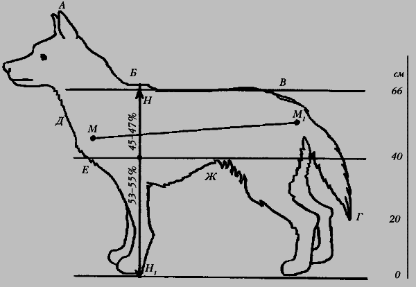 Немецкая овчарка - i_007.png