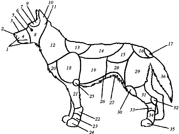 Немецкая овчарка - i_008.png