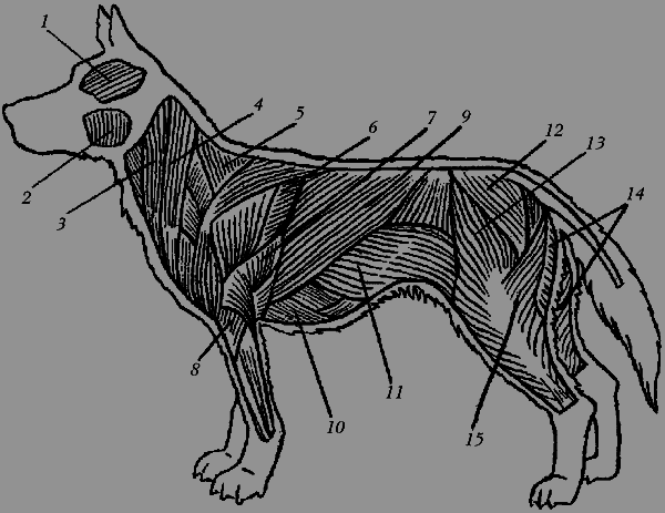 Немецкая овчарка - i_010.png