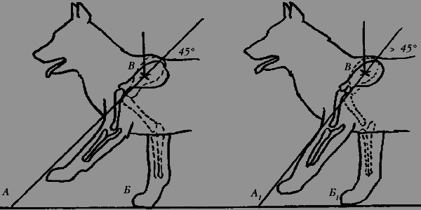 Немецкая овчарка - i_011.png