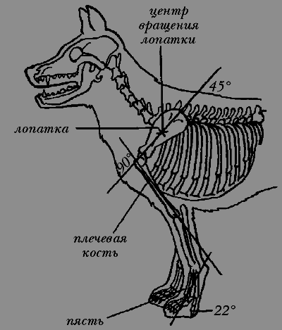 Немецкая овчарка - i_012.png