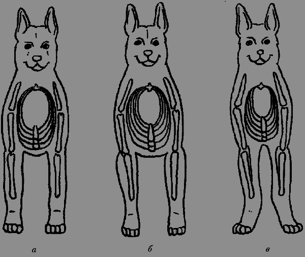 Немецкая овчарка - i_013.png