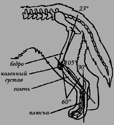 Немецкая овчарка - i_014.png