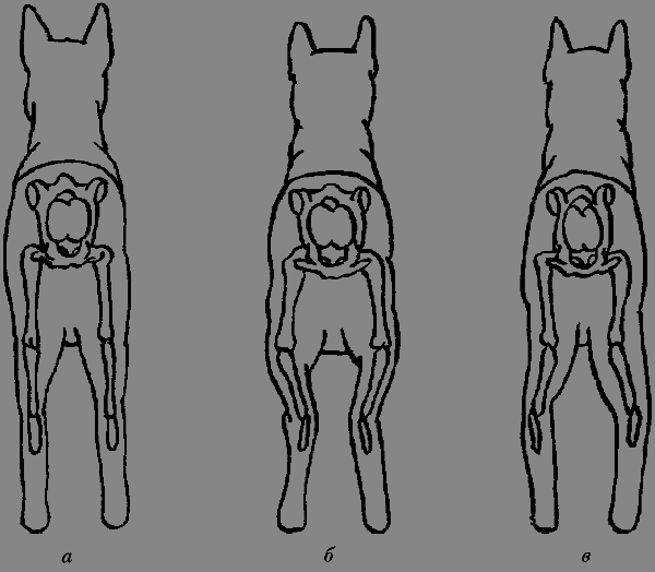 Немецкая овчарка - i_015.png