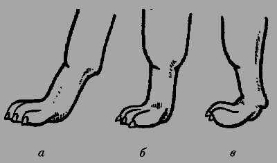 Немецкая овчарка - i_016.png