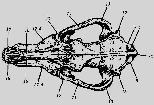 Немецкая овчарка - i_018.png