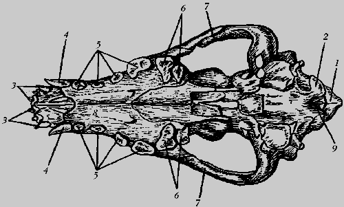 Немецкая овчарка - i_019.png